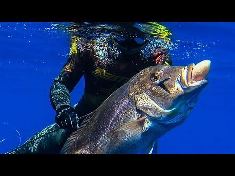 🔝TOP SHOTS💥Spearfishing MASTERPIECE Part 1