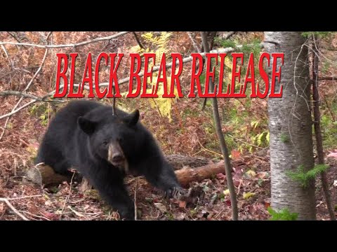 HOW TO RELEASE A BLACK BEAR FROM A TRAP ON A DRAG - DUNLAP LURES