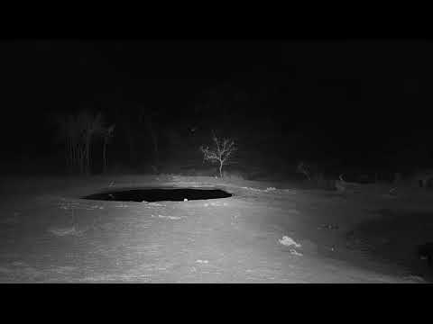 Djuma: Sights and sounds along with Vervet Monkey alarming - 02:32 - 10/21/19