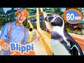 Blippi Zoo Penguins At The Water Park Fun Learning For Children Educational Videos For Kids