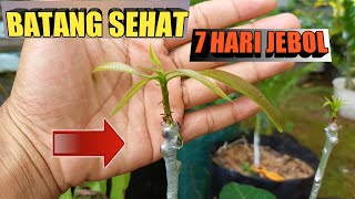 Download lagu Teknik Paling Mudah Sambung Pucuk Mangga Agar Cepat Berbuah mp3 Download lagu Teknik Paling Mudah Sambung Pucuk Mangga Agar Cepat Berbuah mp3