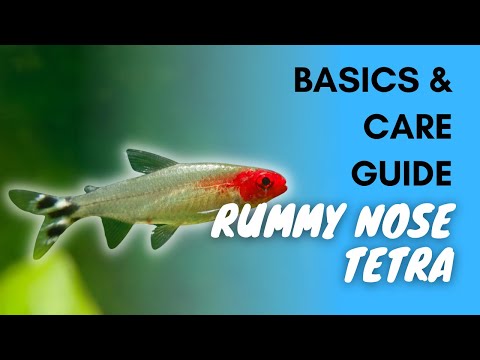 Tetra rummynose — základy a návod pre začiatočníkov