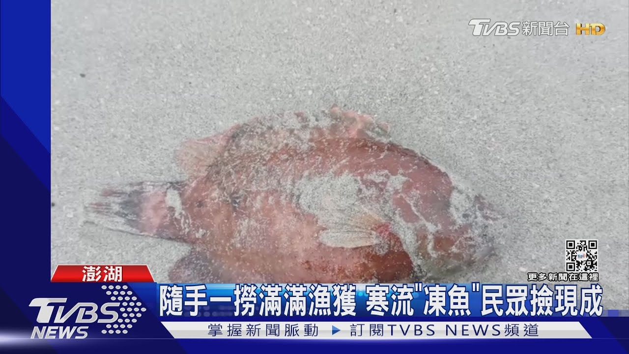 凍未條!魚群凍僵沖上岸 民眾搶撈:加菜