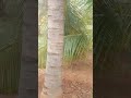 Oru Thanga Rathathil Song