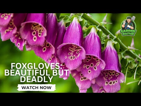 Foxgloves  Beautiful but Deadly