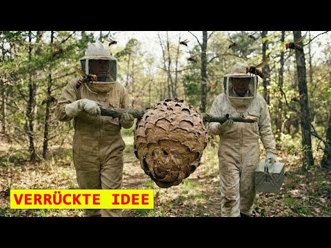 Er Setzte 300 Hornissen auf Einer Verwüsteten Insel Frei – und das Problem War Gelöst