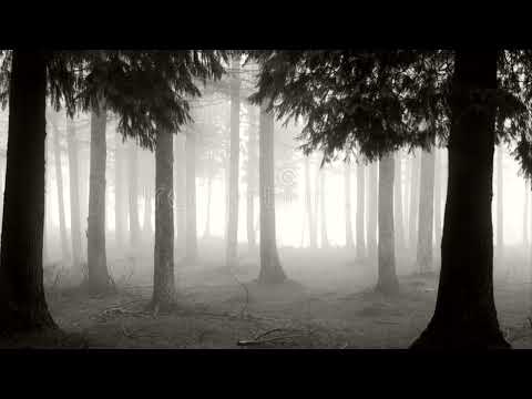 Paluch x Kortez - DOMY ZE ZŁOTA