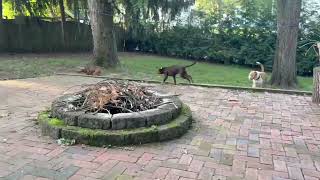 Video preview image #1 Mutt Puppy For Sale in Mount Laurel, NJ, USA