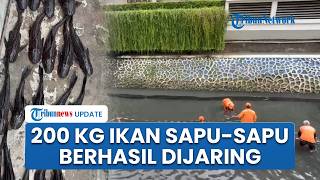 Ciliwung 'Dipenuhi' Ikan Sapu-sapu, Sebanyak 200 Kg Terjaring dalam Upaya Penyelamatan Sungai