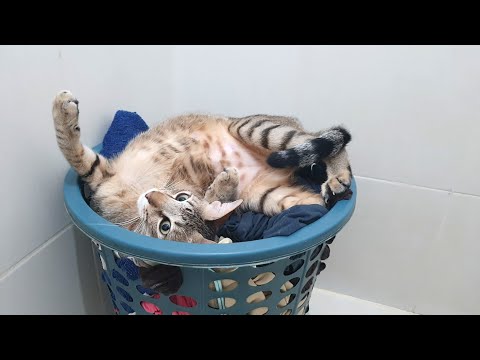 Reasons Why Do Cat Lie On Dirty Clothes?