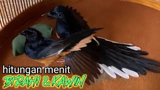 Download lagu pancingan suara murai susah kawin || terapi suara murai batu cepat birahi dan kawin mp3 Download lagu pancingan suara murai susah kawin || terapi suara murai batu cepat birahi dan kawin mp3