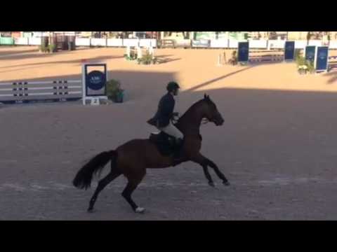 "CARIOCA ZE" 5 yr old Stallion by Canturo/Kannan