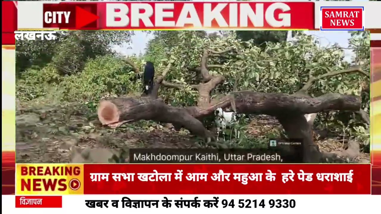खटोला गांव में आम और महुआ के पेड़ों की कटाई का मामला आया सामने, रेंजर ने टीम भेजकर कार्रवाई की बात कही
