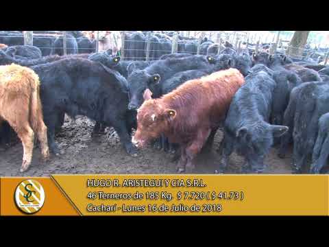 16-07-18 Venta de Machos - Hugo R. Aristegui y Cía. S.R.L. - Cacharí
