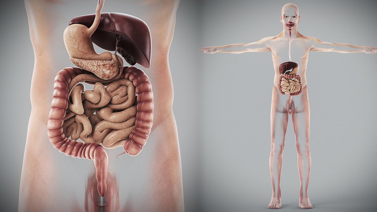 Human Male Digestive Anatomy 3D Model