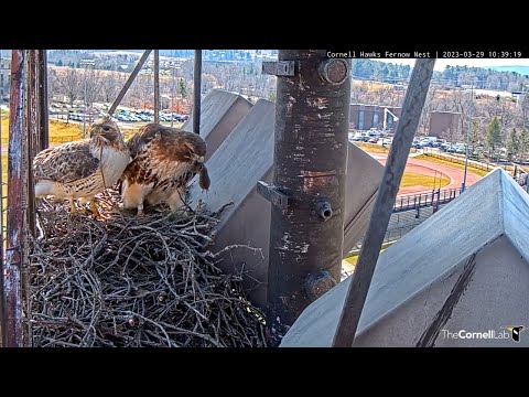 Arthur Delivers Lunchtime Vole To Cornell Hawks Nest | March 29, 2023