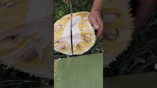 Download lagu Cutting sweet jackfruit after 4 years of planting mp3