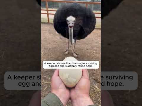 The Eagle Ate Her Eggs But She Saved One 💔 #shorts