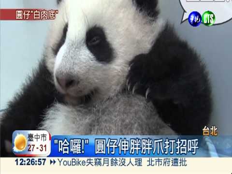 圓仔飆胖8公斤 "白肉底"超萌