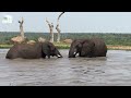 Mischief and Splashes at the water hole with the elephant herd 💦