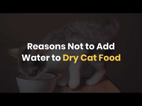 Reasons Not to Add Water to Dry Cat Food