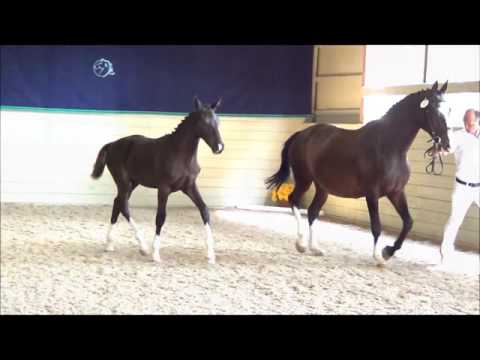 2105 Iron Spring KWPN Keuring - Kartel LJS FOR SALE