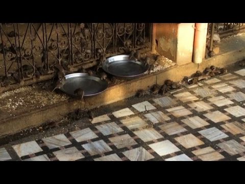 Furasolidone allatto di risposte lyambliya Buono significa da un verme per gatti