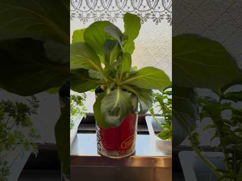 キャベツの病気：原因と治療法は何ですか？  庭園