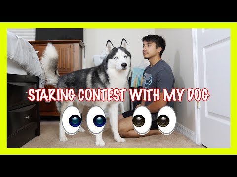 I Challenged My Dog To A Staring Contest!