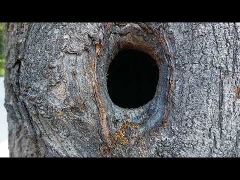 Carpenter Ants Nesting in the Tree in Kendall Park, NJ