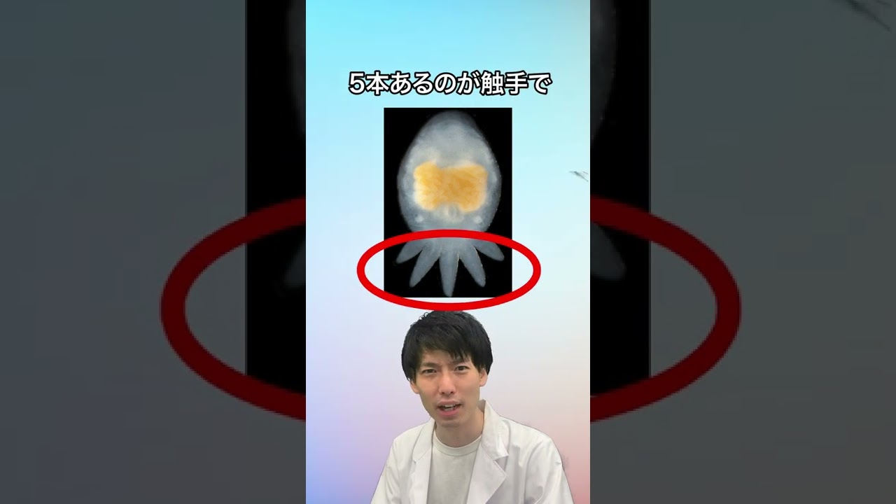 「たこさんウインナー」そっくり“新種” 生物！【#shorts】