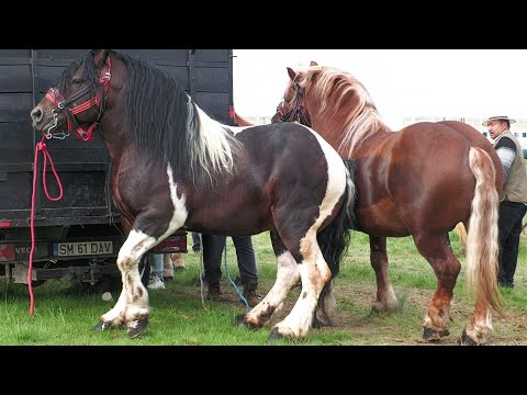 Armăsarii și iepele lui Baciu Zoli de la Micula - Satu Mare 2025