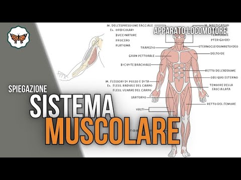 Sistema muscolare | Apparato locomotore