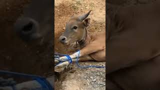 Download lagu Makes a Cow Cry in Resignation When It's About to Be Slaughtered 😭 #shorts #cow mp3