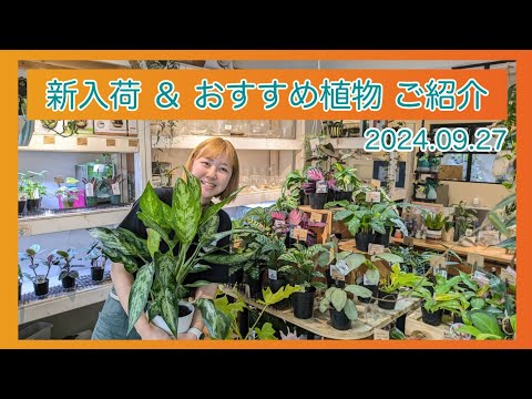ホップ 植物