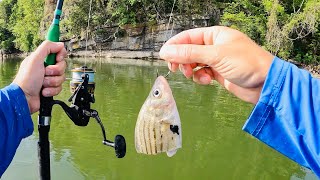 EPIC Catfish Feeding Frenzy! I Caught Fish on Every Bait!