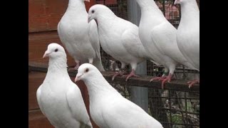 preview picture of video 'Homing Pigeons --  A short trip to the pigeon loft to see the pigeons'