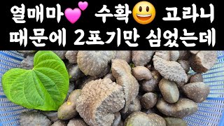 열매마