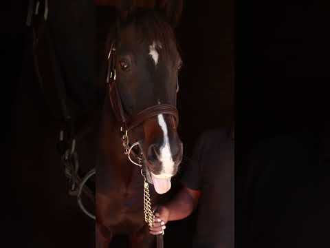 A morning hello to stallion Querari