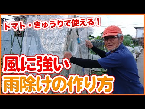 トマトを雨から守るには？ 3 つの効果的で創造的なテクニック  庭園