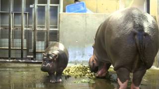 神戸市立王子動物園　カバの赤ちゃん出目吉くんとナミコママ　2014.11.17