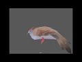 Slap 1 Hour