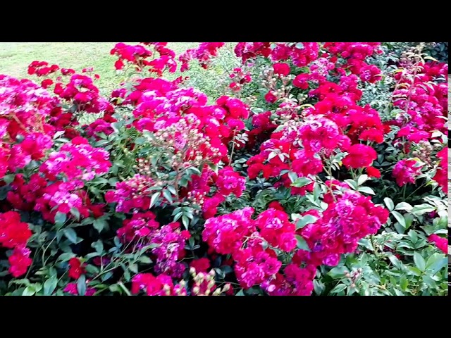 ????Розы Ред Фэйри в парке 300- летия. Санкт-Петербург. #видеоMoyaMechta