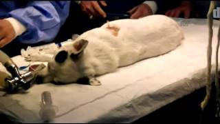 preview picture of video 'Nefes borusuna stent takılan köpek sağlığına kavuştu   EDİRNE'