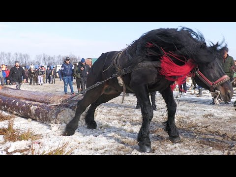 Armăsarul lui Vasy de la Mănăstirea Humorului