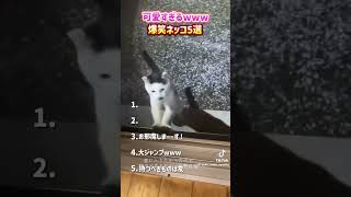なんて可愛いのかしら　#猫 #動物 #おもしろ動画
