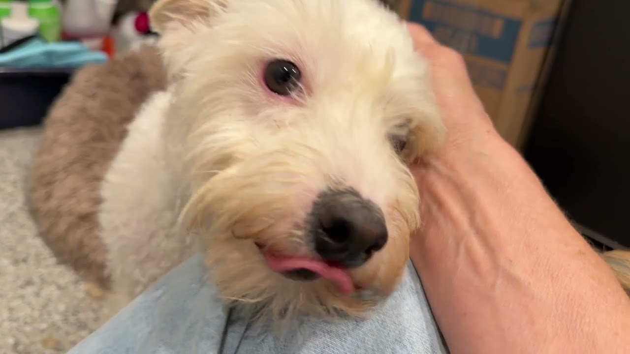 Enlarge Sinker - terrier poodle mix cutie, a Adopted mixed breed in San Antonio, TX video 2/5