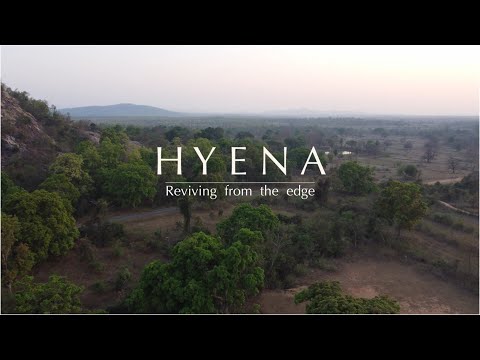 Hyena – Reviving from the edge