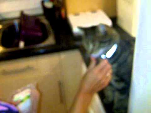 cat eating cold meat