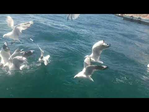 Volví de Copacabana a la paz